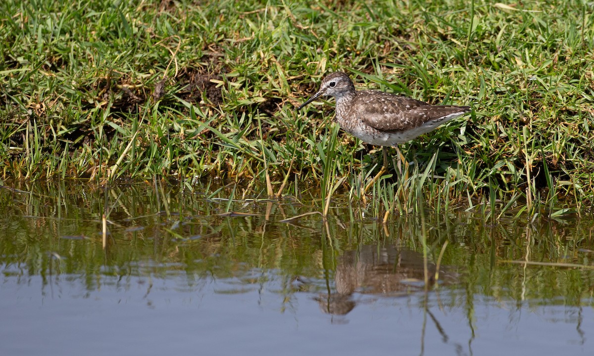 Шугуйн хөгчүү - ML623120432