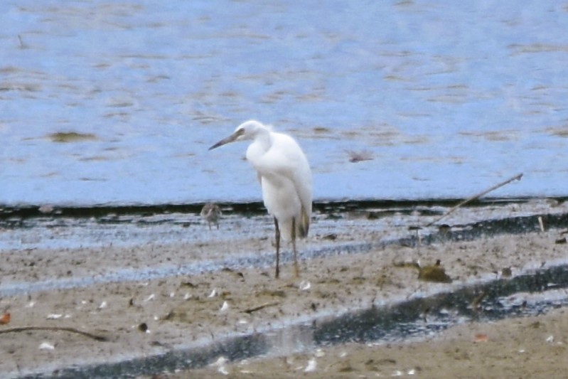 Little Blue Heron - ML623120478