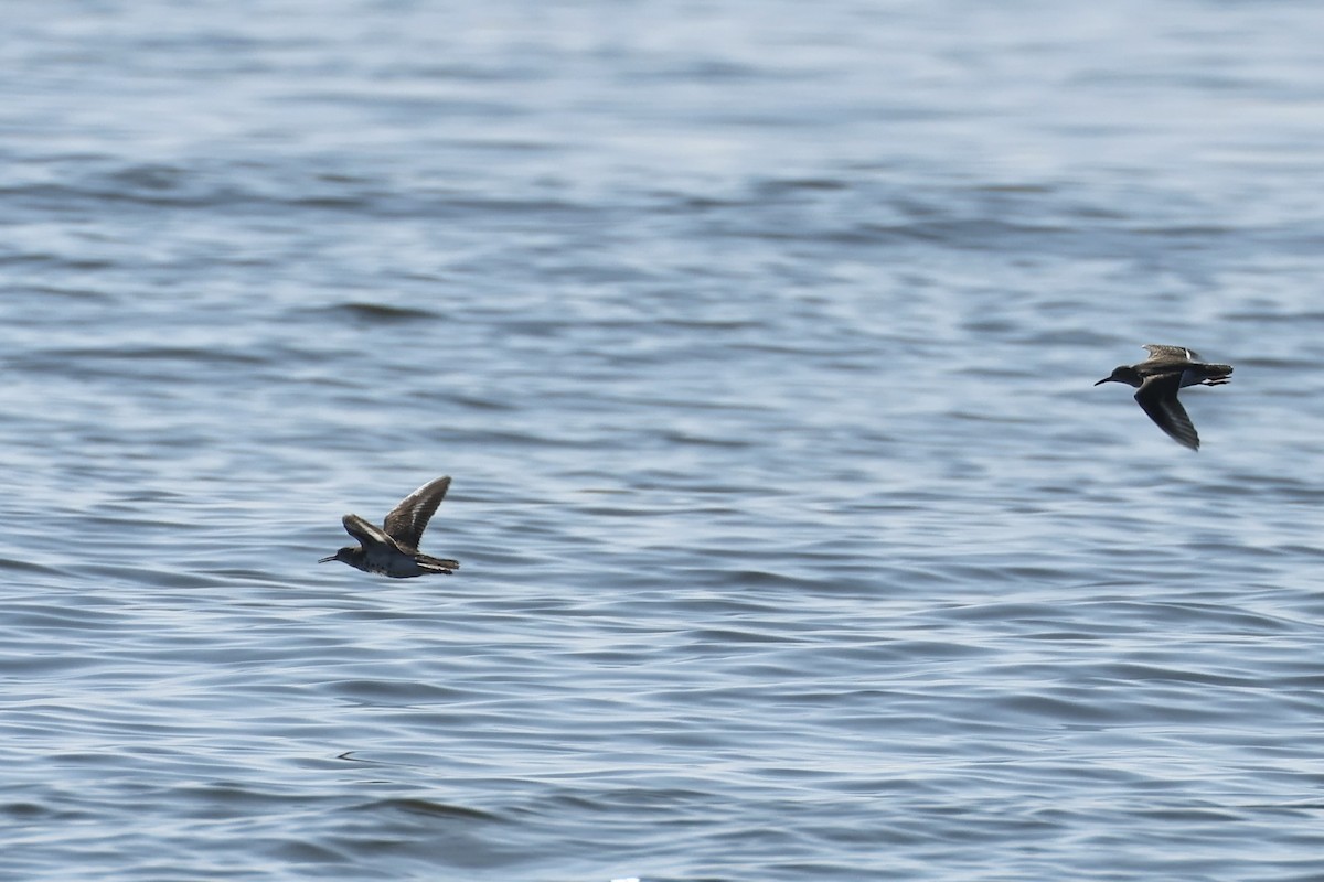 Spotted Sandpiper - E R