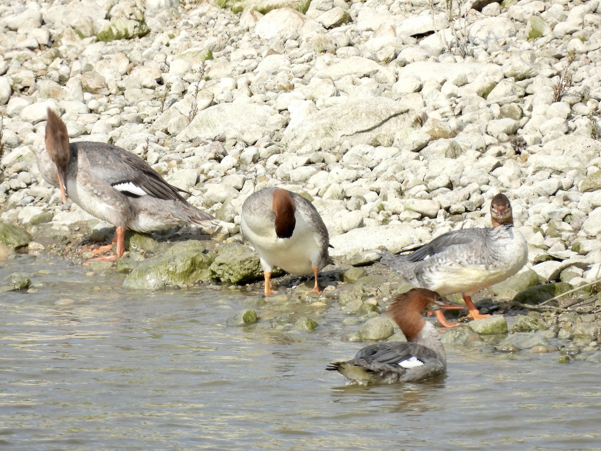 Common Merganser - ML623120680