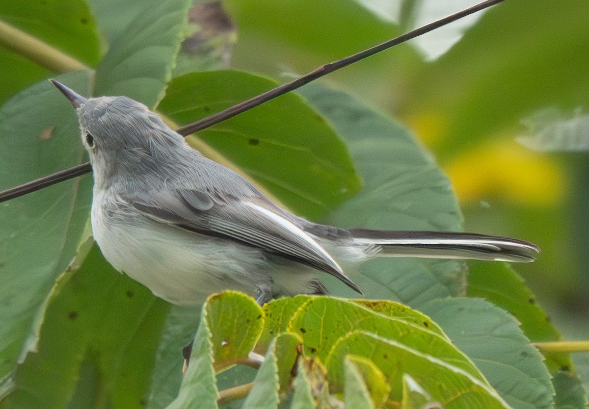 Blue-gray Gnatcatcher - ML623120697