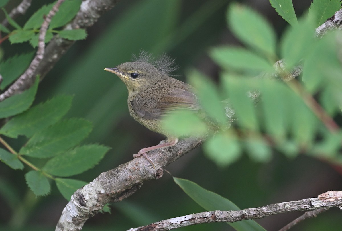 Japanese Bush Warbler - ML623120701