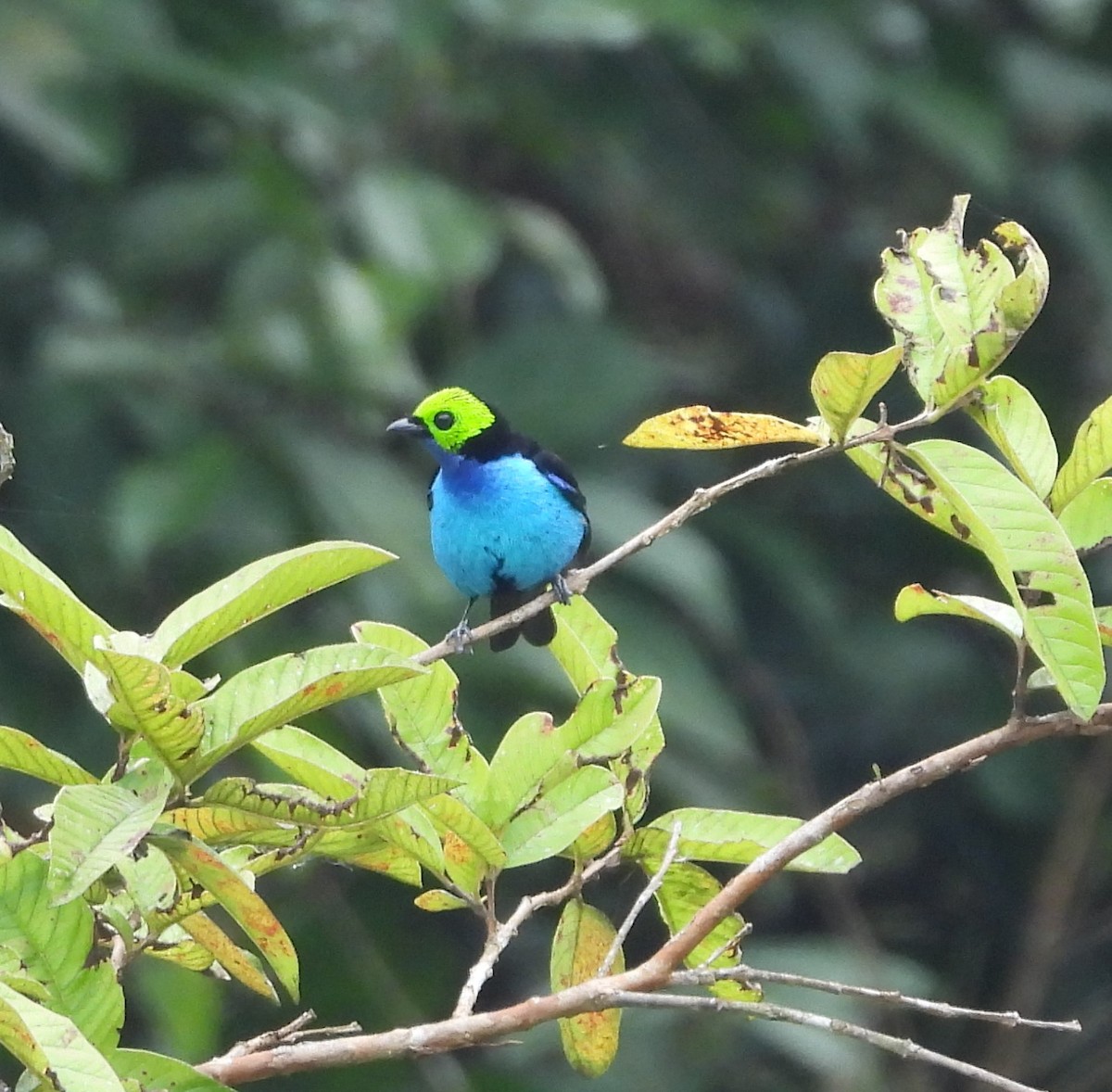 Paradise Tanager - Albeiro Erazo Farfán