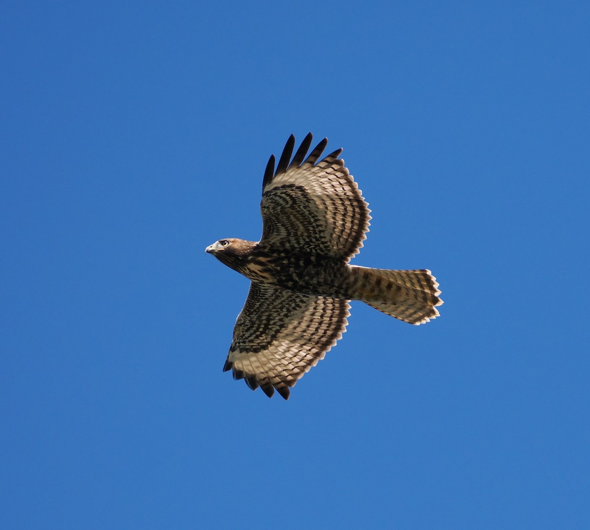 Red-tailed Hawk - ML623120727