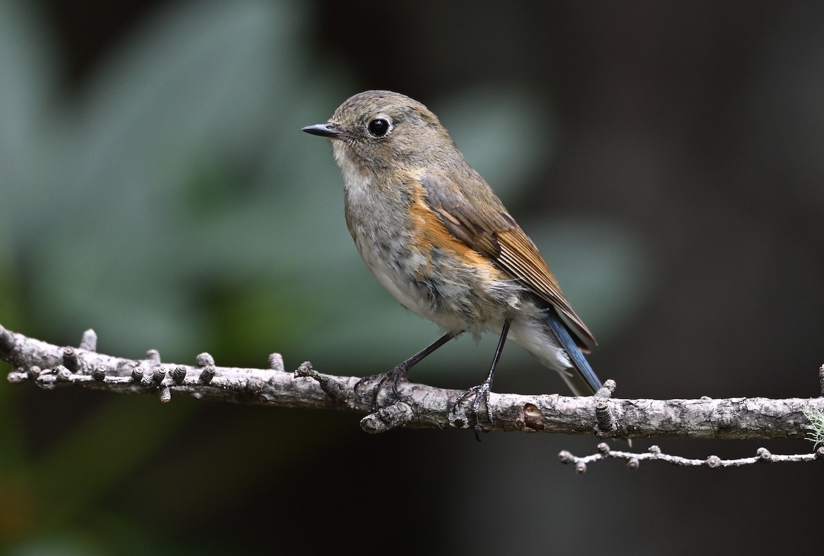 Red-flanked Bluetail - ML623120824