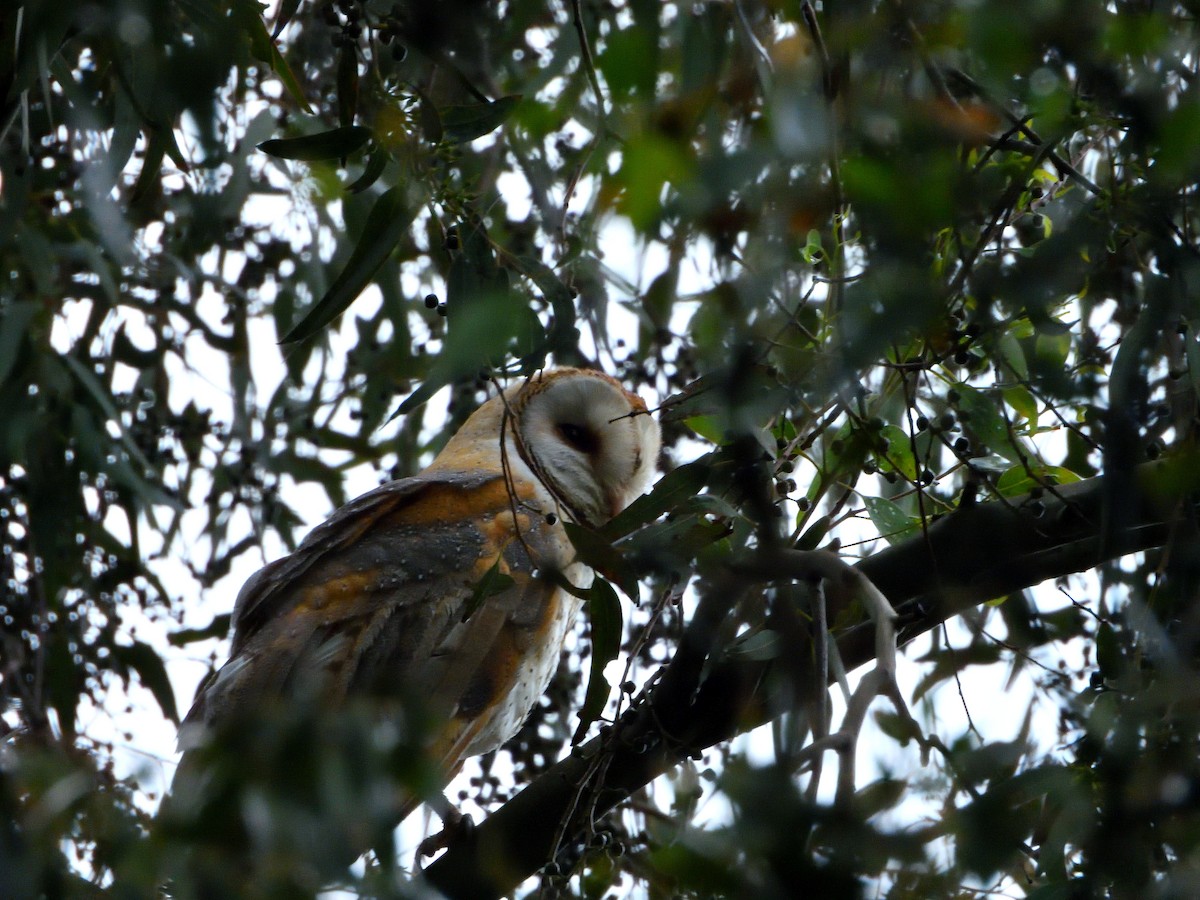 Barn Owl (American) - Isain Contreras