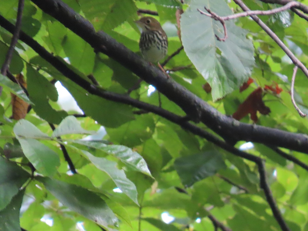 Ovenbird - ML623121051