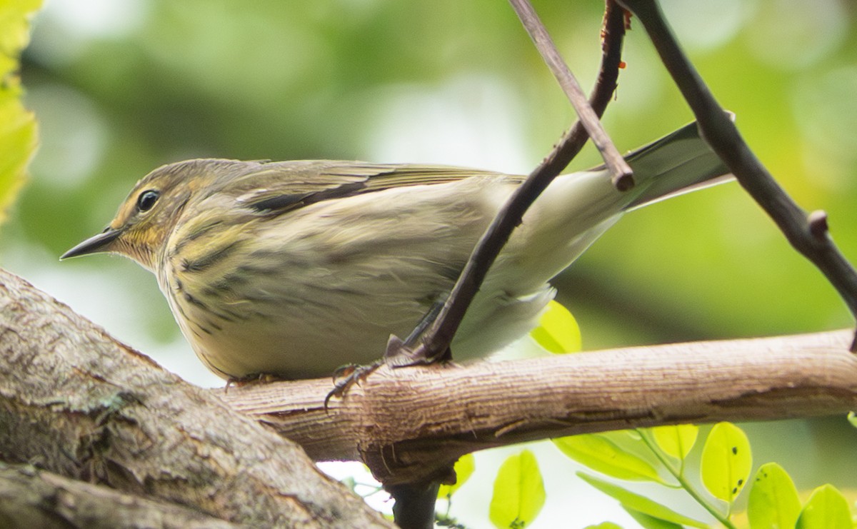 Cape May Warbler - ML623121075