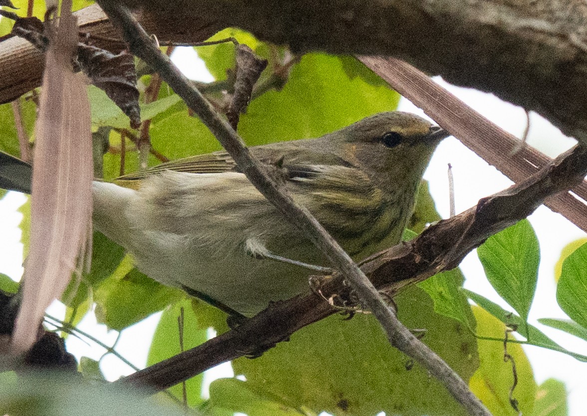 Cape May Warbler - ML623121076