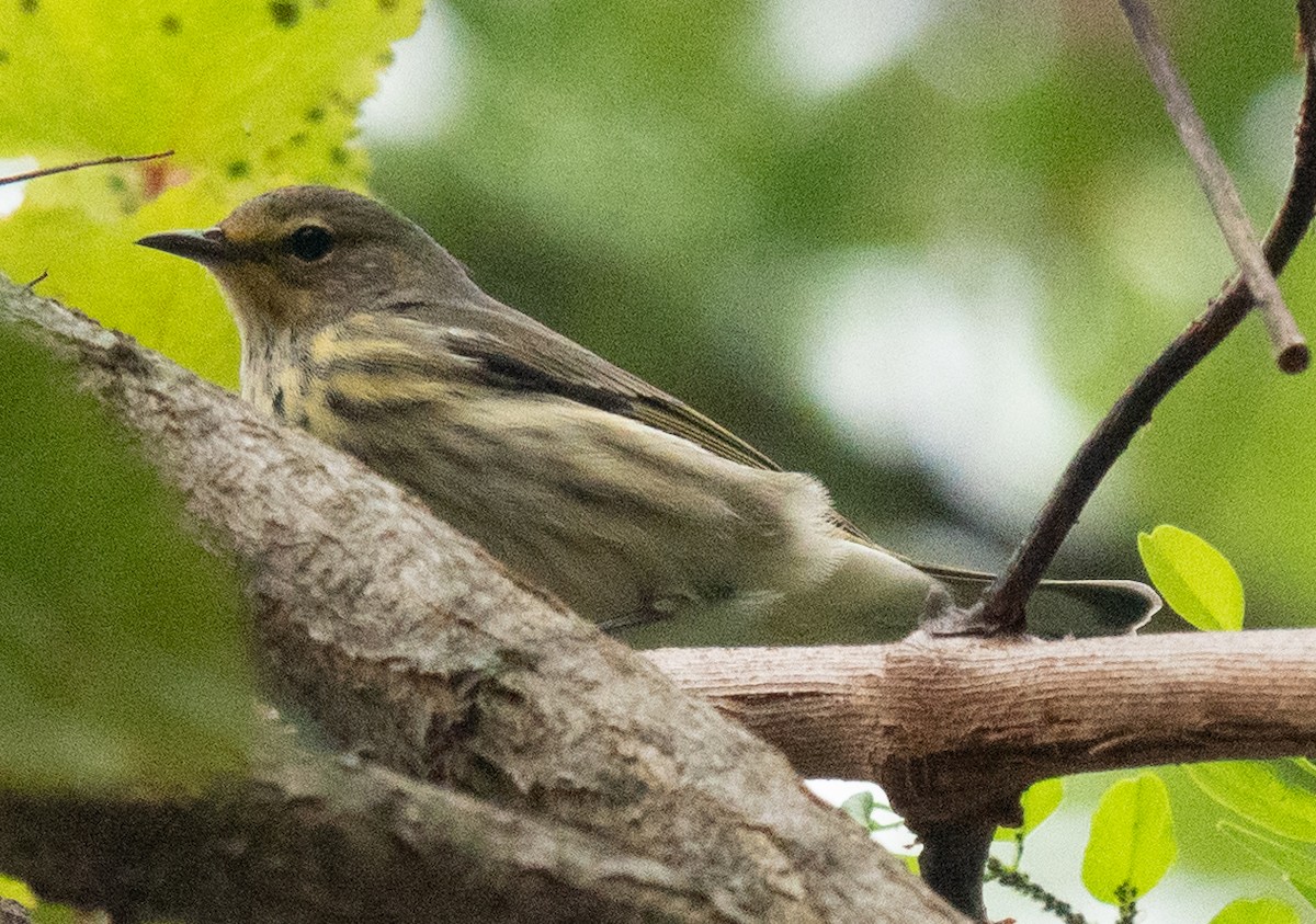 Cape May Warbler - Mary Alice HAYWARD