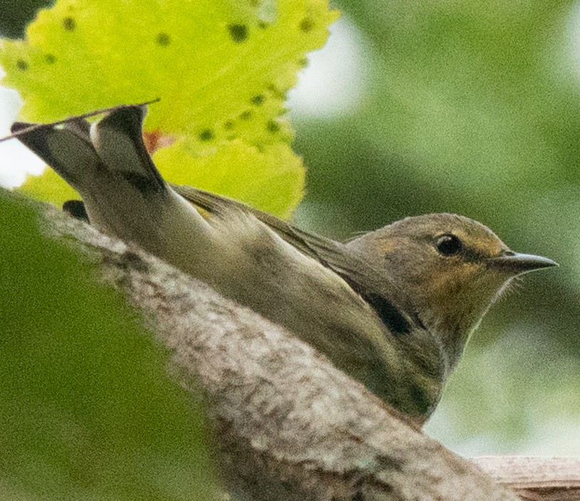 Cape May Warbler - ML623121079