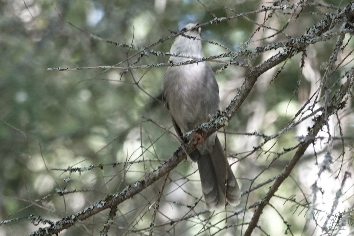 Canada Jay - ML623121134