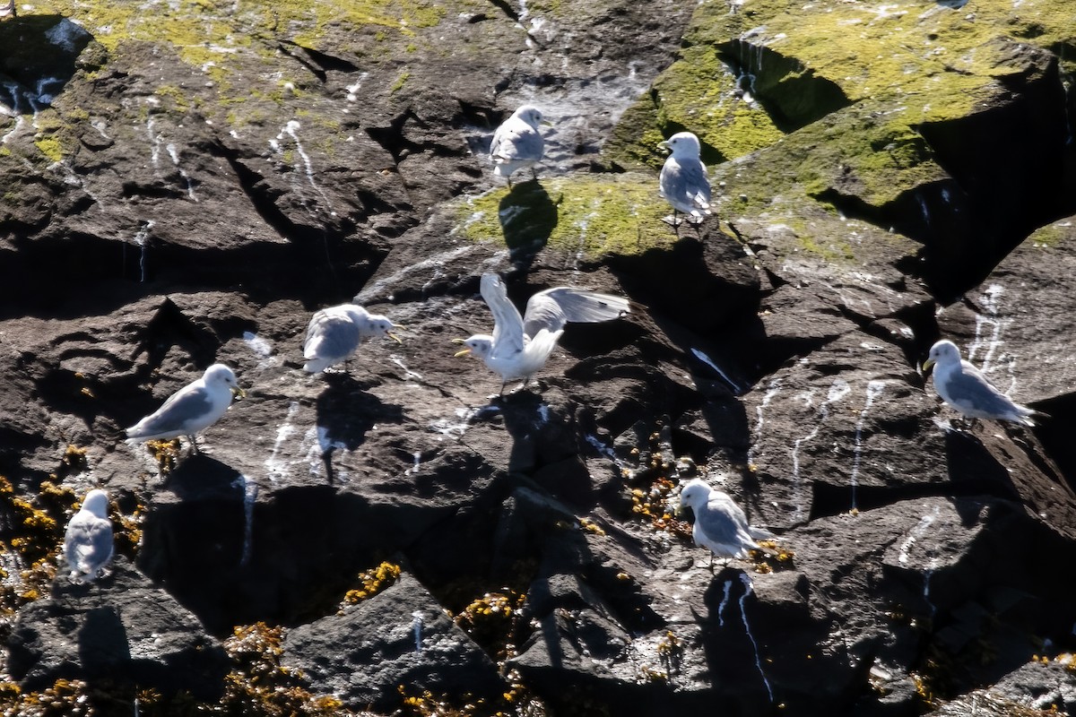 Black-legged Kittiwake - ML623121319