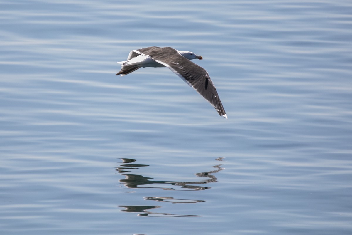 Great Black-backed Gull - Crystal Butler