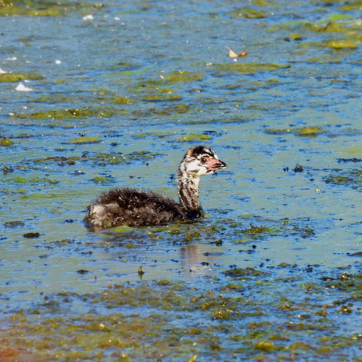 Pied-billed Grebe - Susan Kirkbride