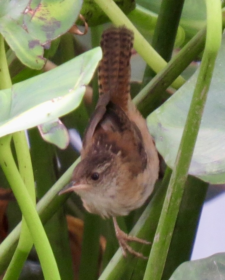 Marsh Wren - ML623121410