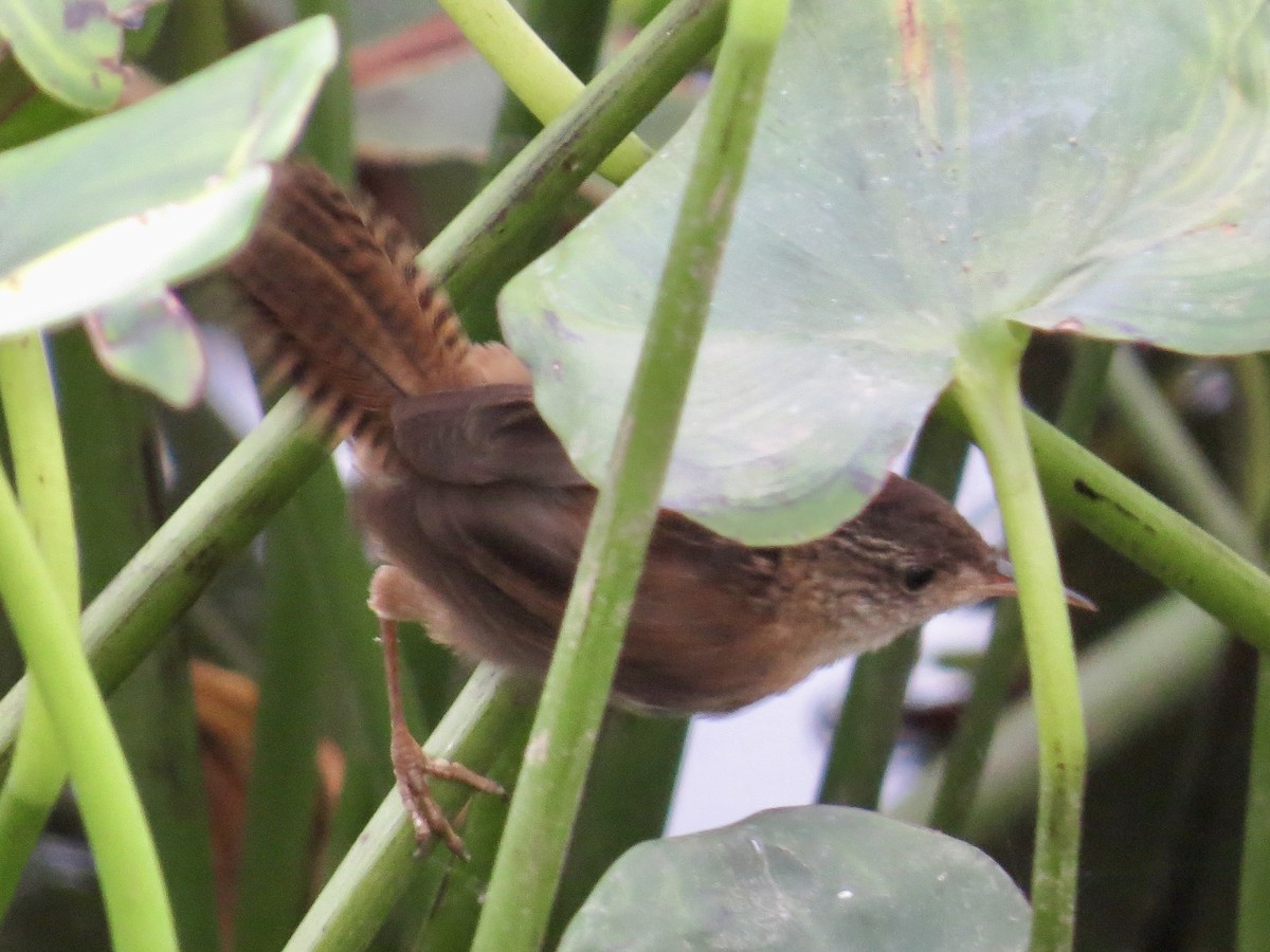 Marsh Wren - ML623121411