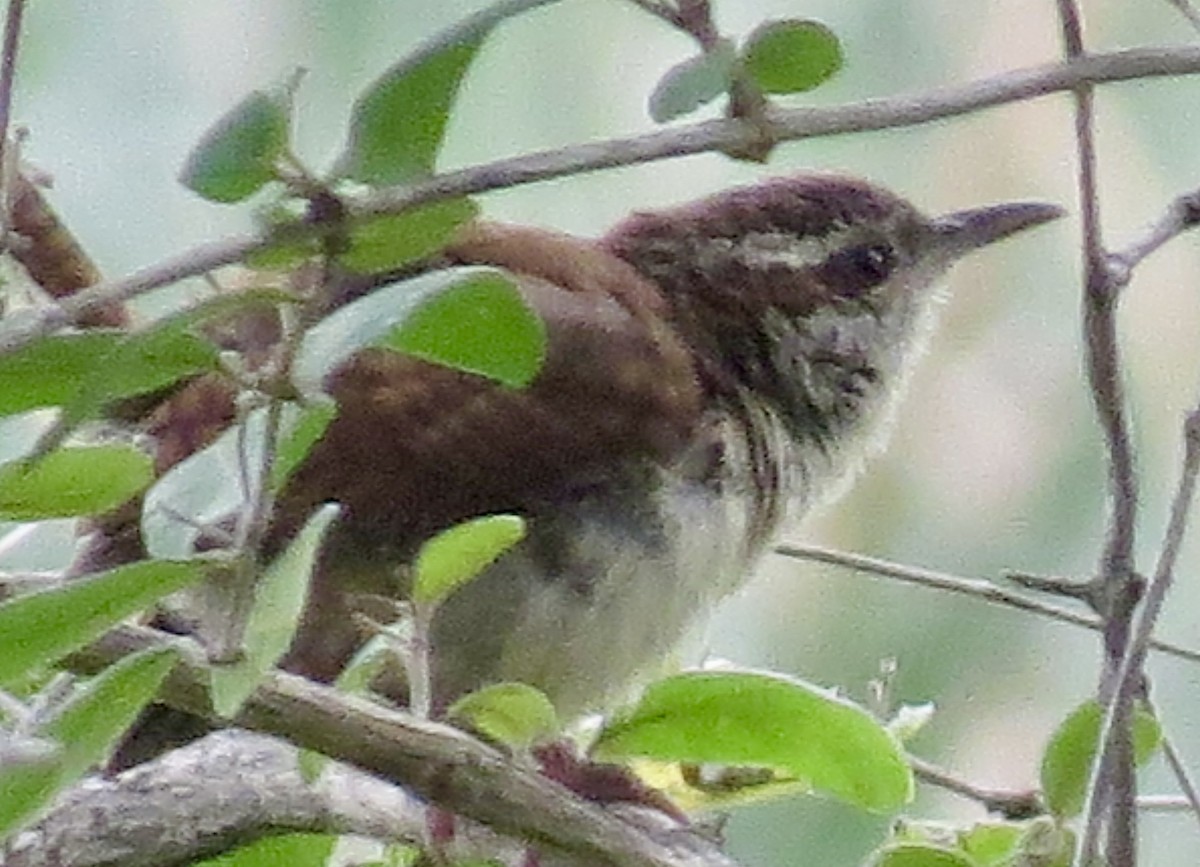 Carolina Wren - ML623121425