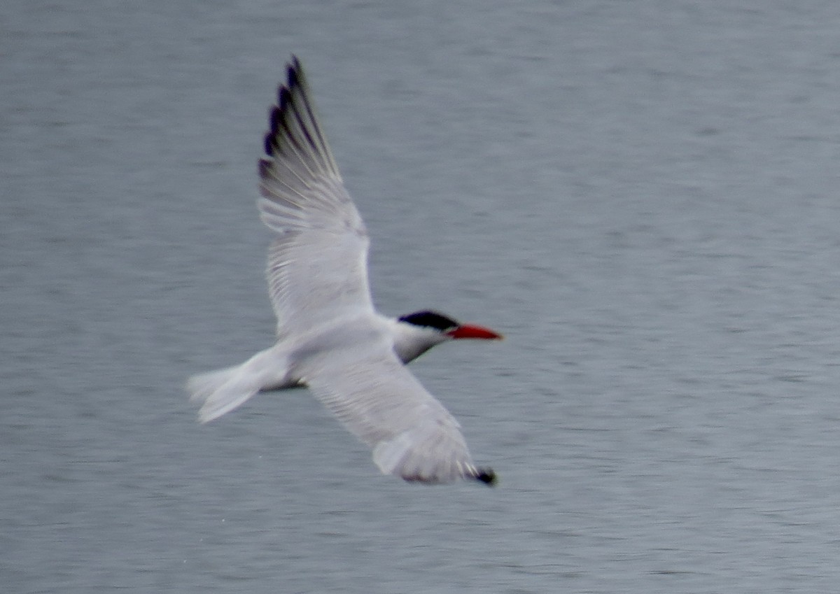 Caspian Tern - ML623121439