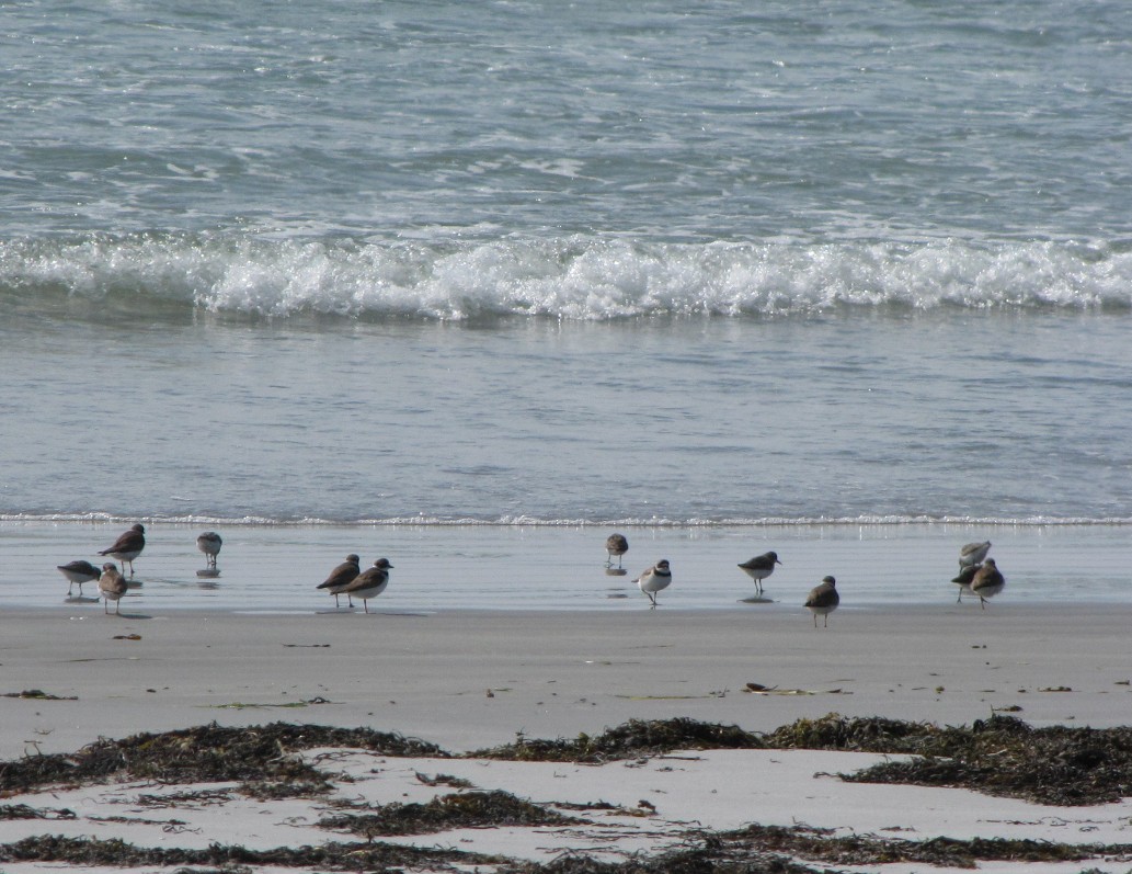 Semipalmated Plover - ML623121489