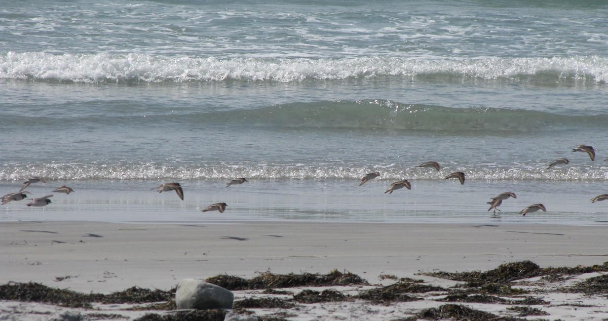 Semipalmated Plover - ML623121490