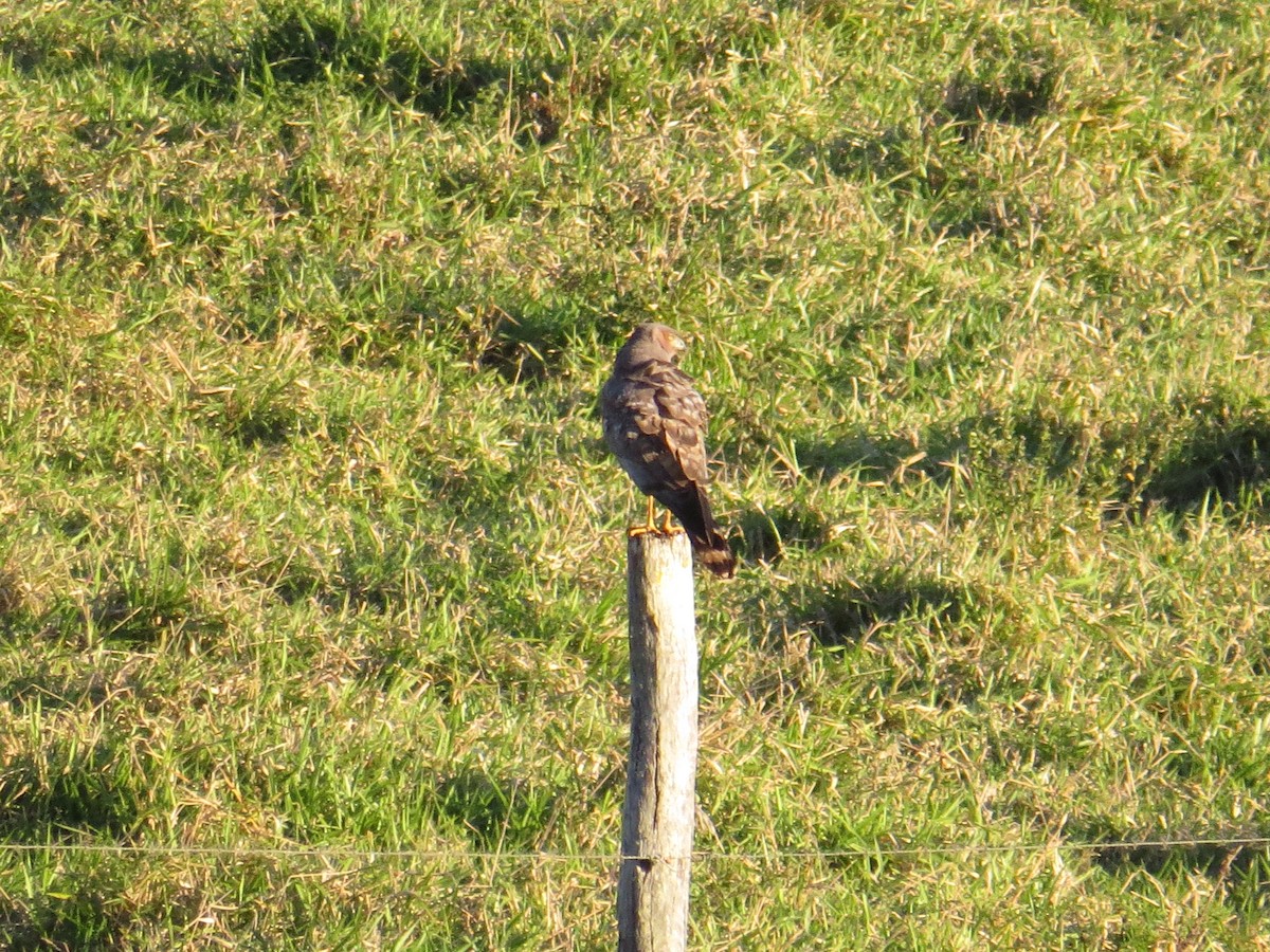 Spotted Harrier - Alex Jones