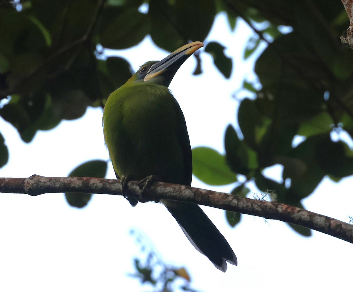 Groove-billed Toucanet - ML623121571