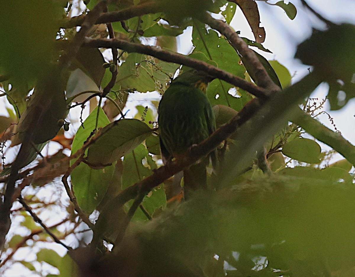 Golden-breasted Fruiteater - ML623121596