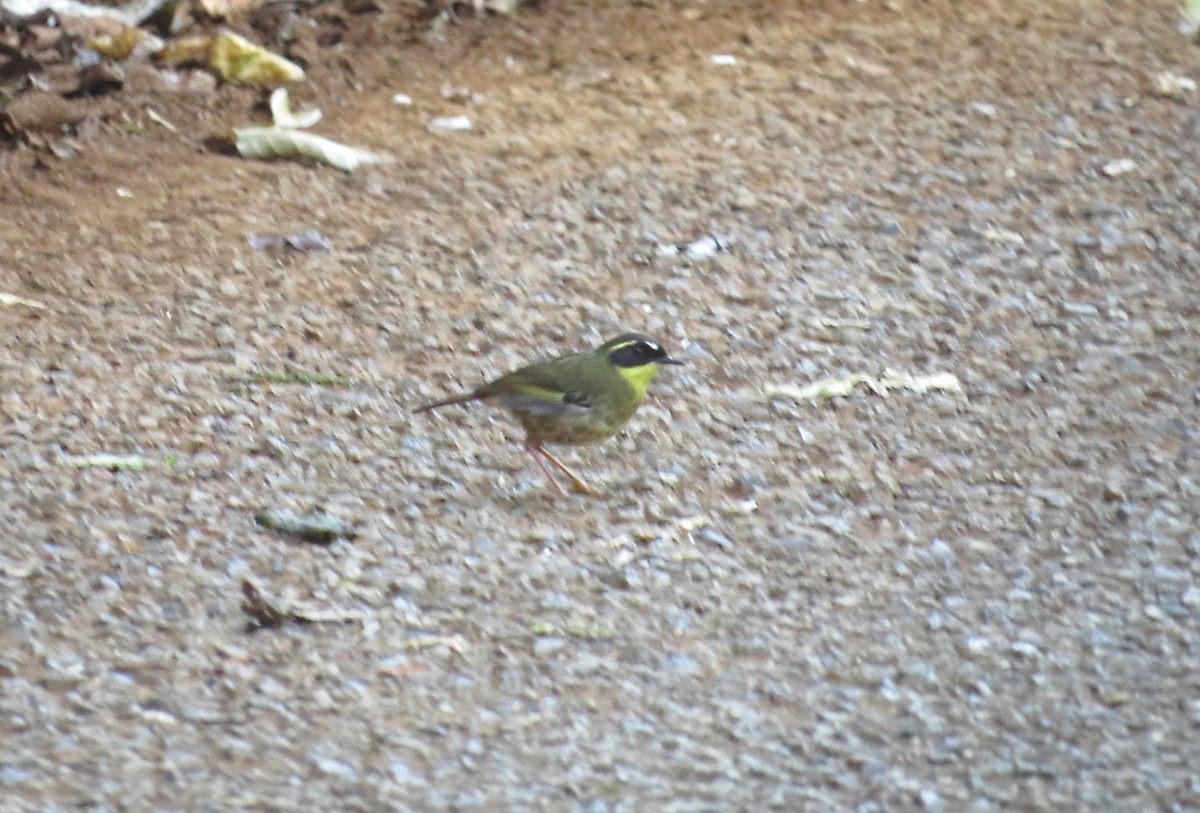 Yellow-throated Scrubwren - ML623121618