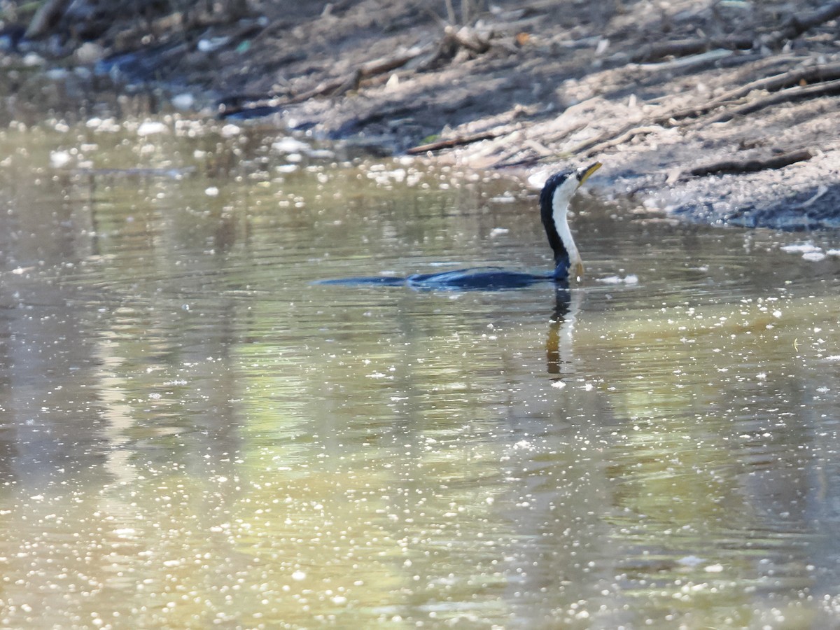 Little Pied Cormorant - ML623121622