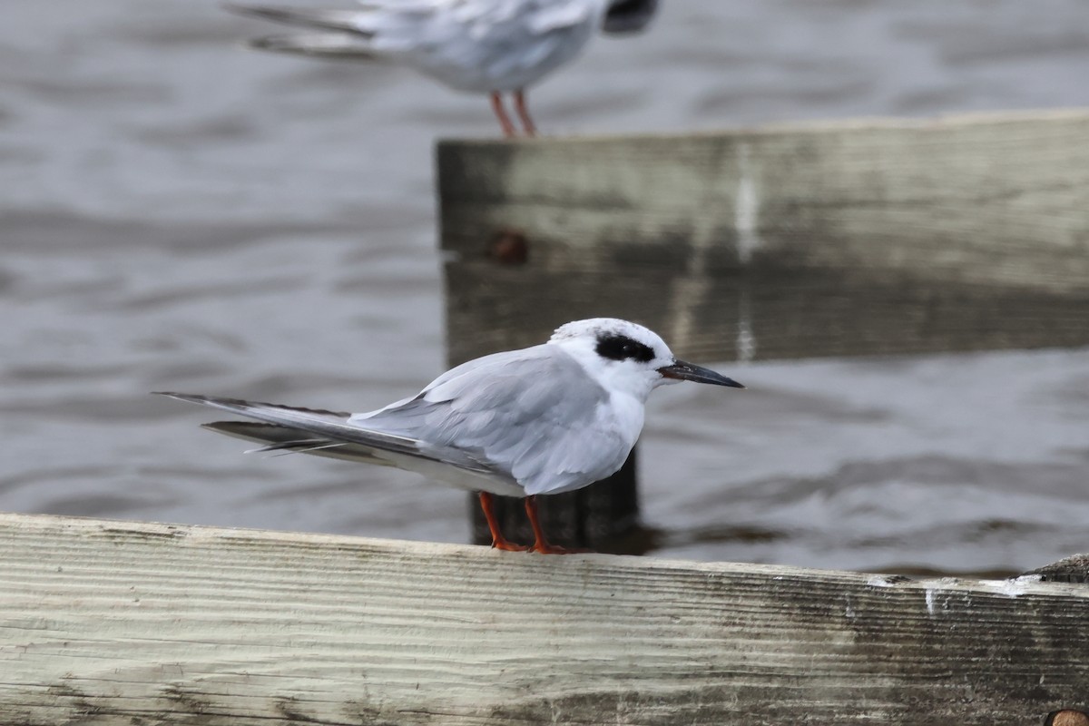 Forster's Tern - ML623121633