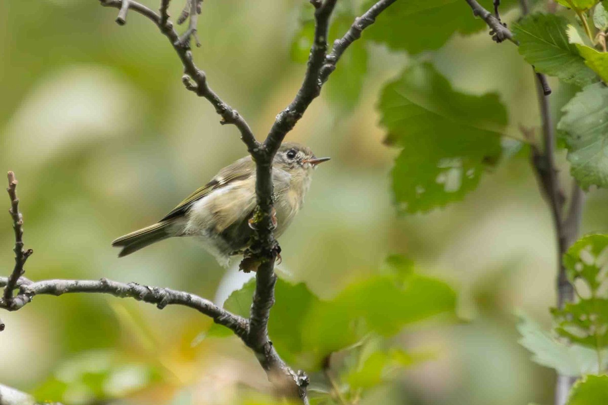 Ruby-crowned Kinglet - ML623121720