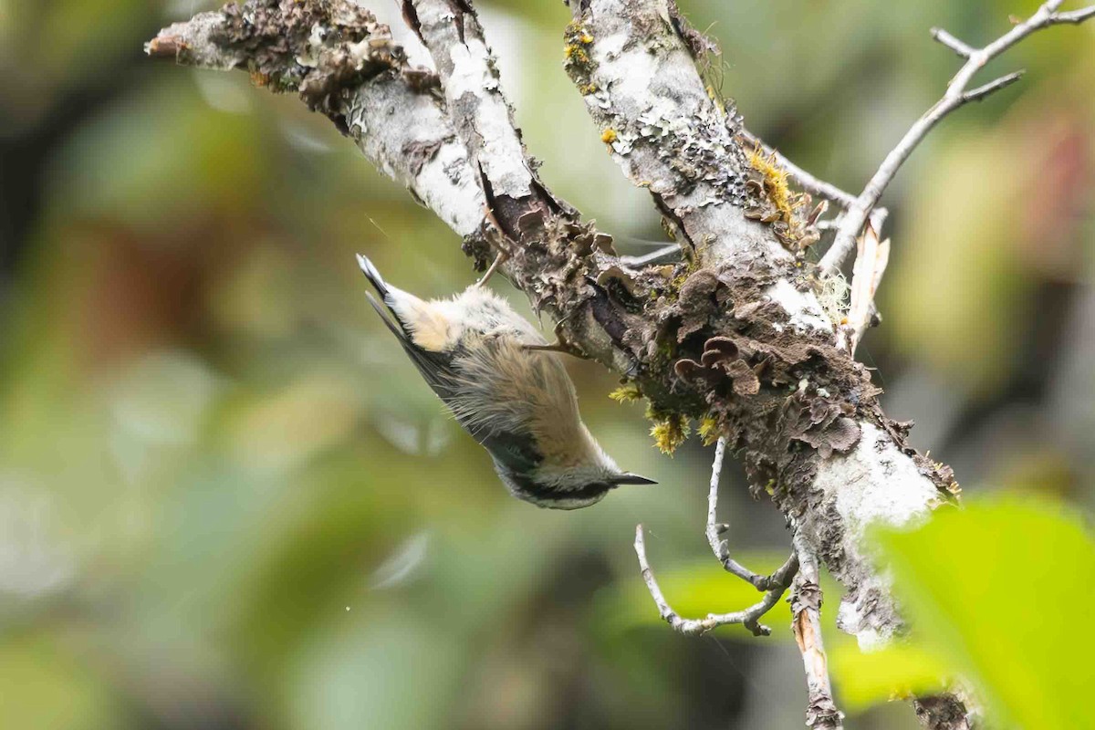 Red-breasted Nuthatch - ML623121736