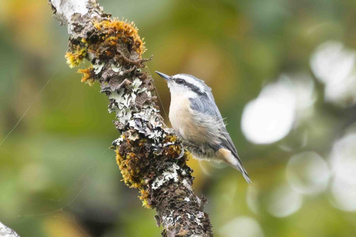 Red-breasted Nuthatch - ML623121739