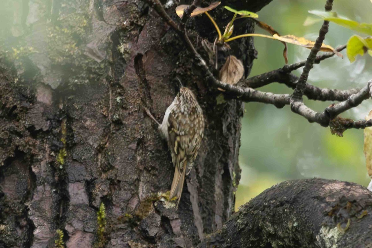 Brown Creeper - ML623121749