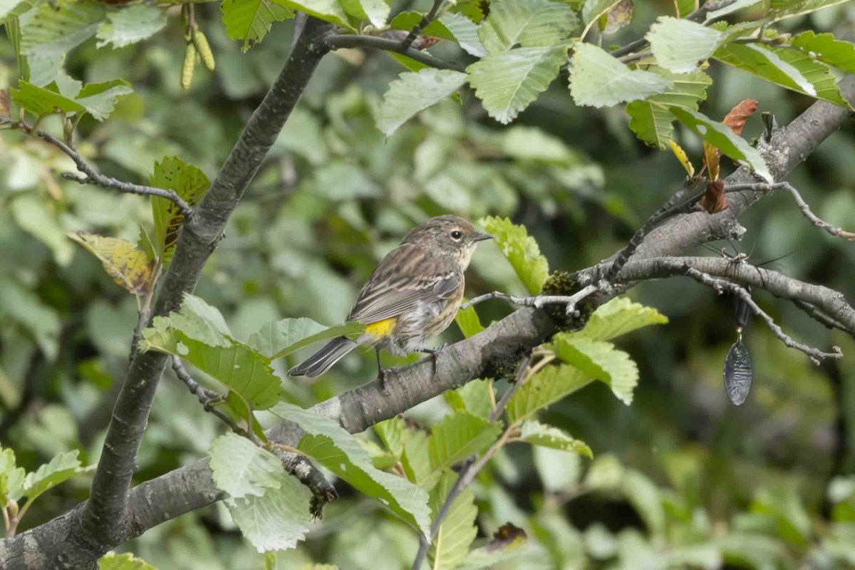 Yellow-rumped Warbler - ML623121768