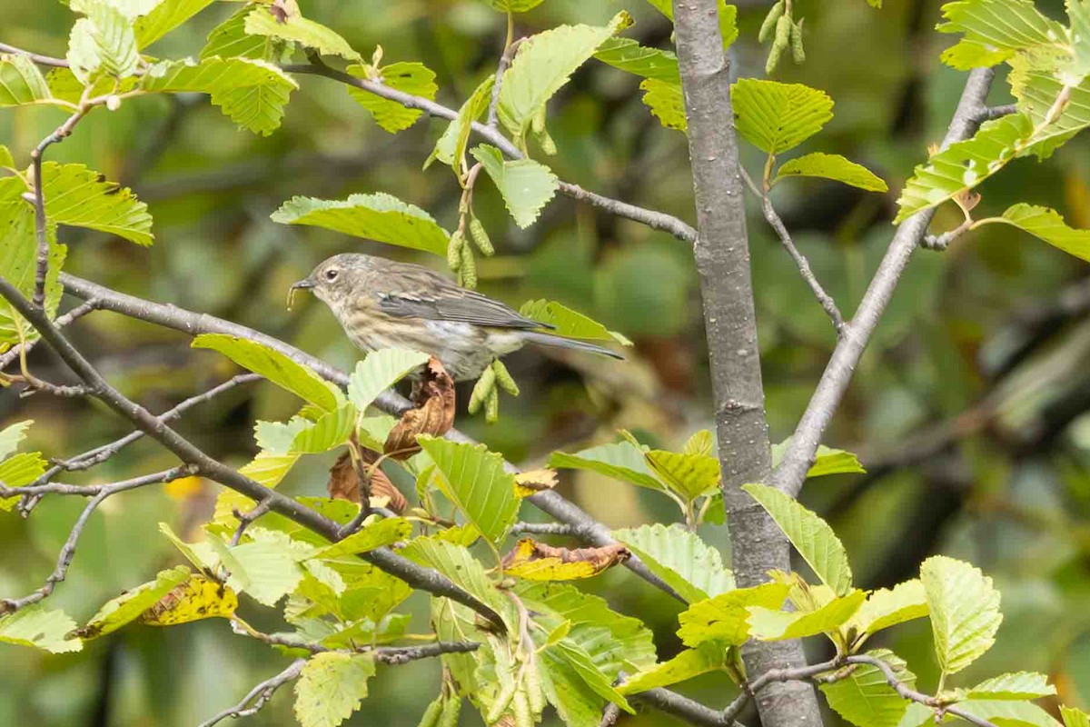 Yellow-rumped Warbler - ML623121784