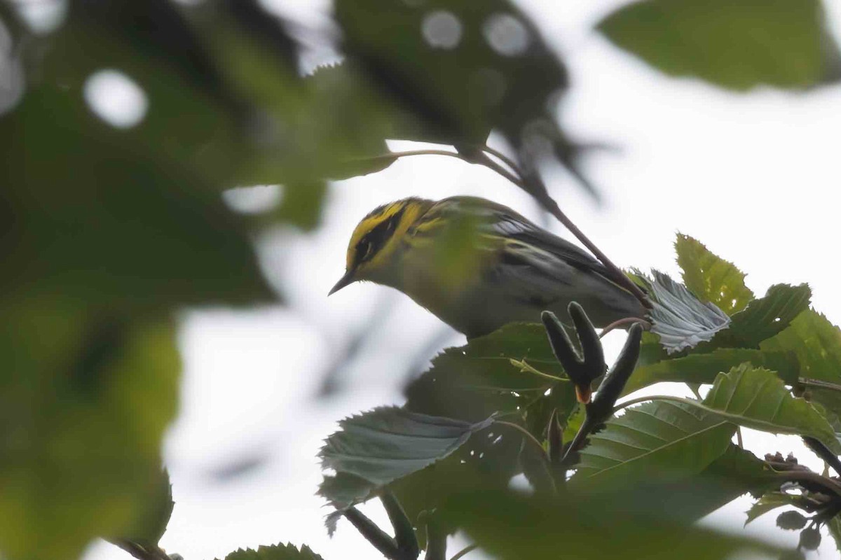 Townsend's Warbler - ML623121796