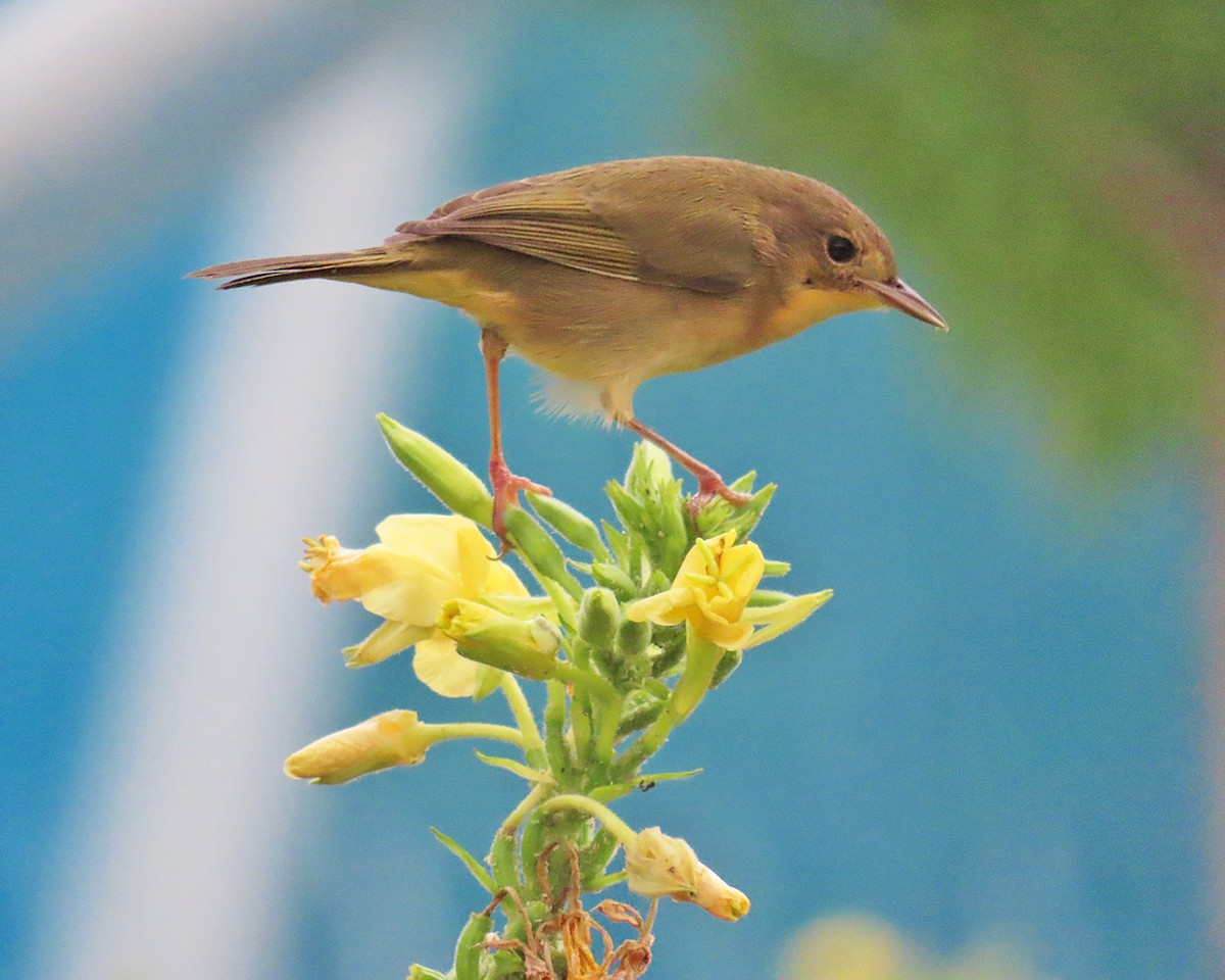Common Yellowthroat - ML623121843