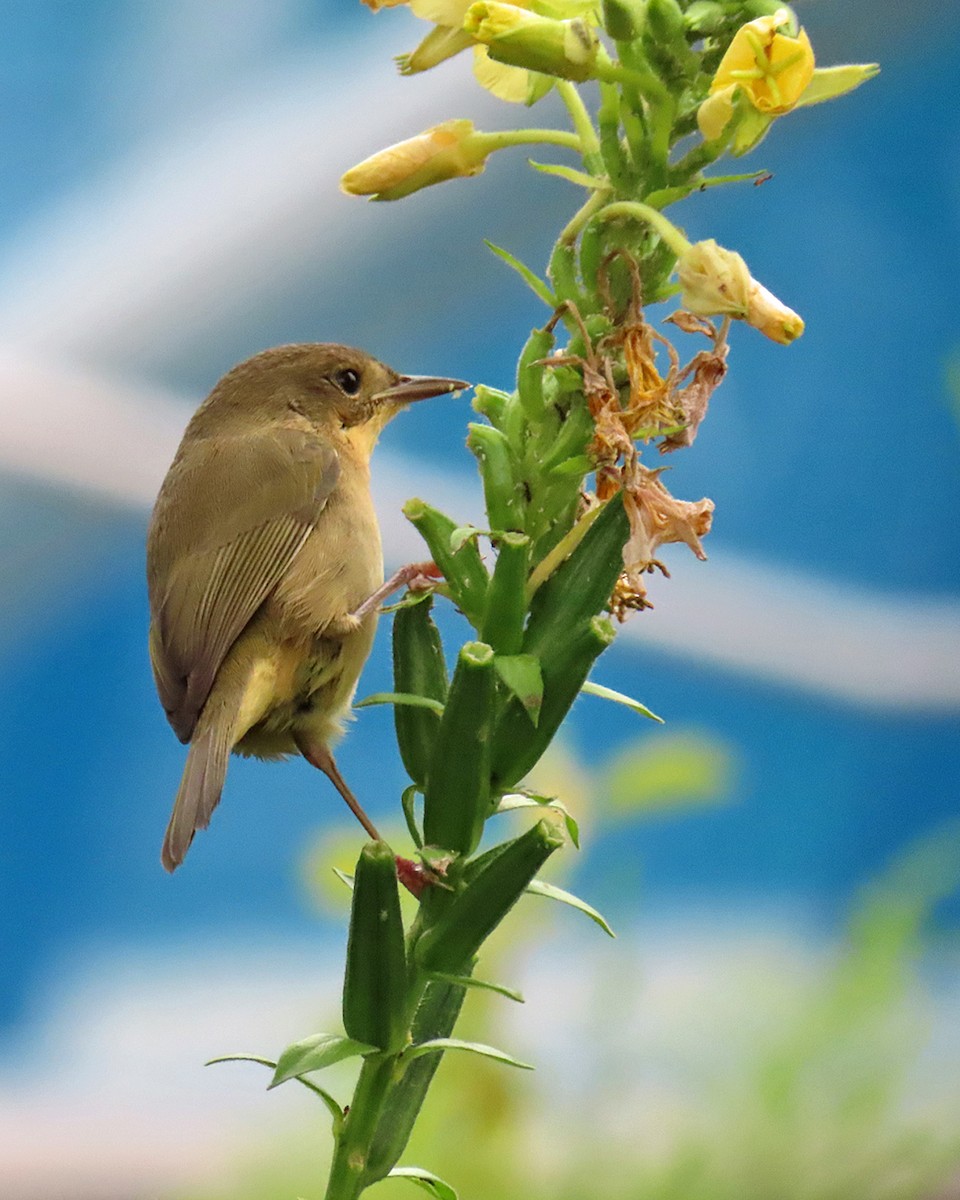 Common Yellowthroat - ML623121844