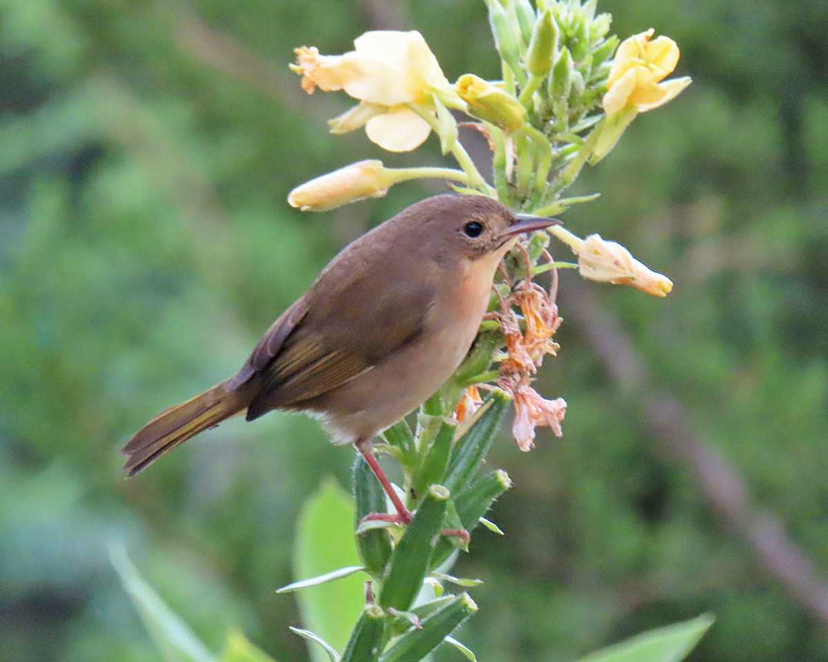 Common Yellowthroat - ML623121851