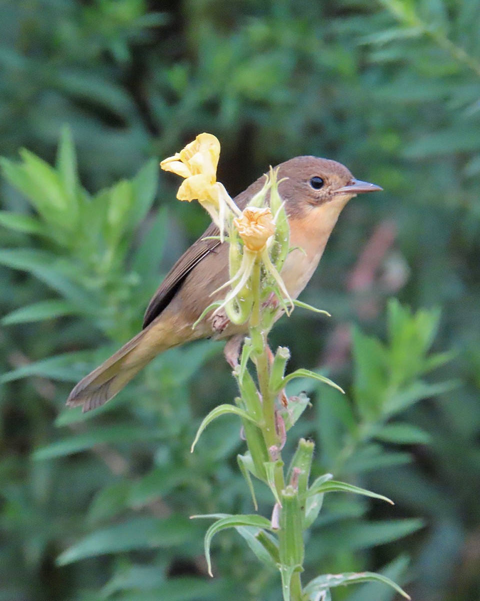 Common Yellowthroat - ML623121858