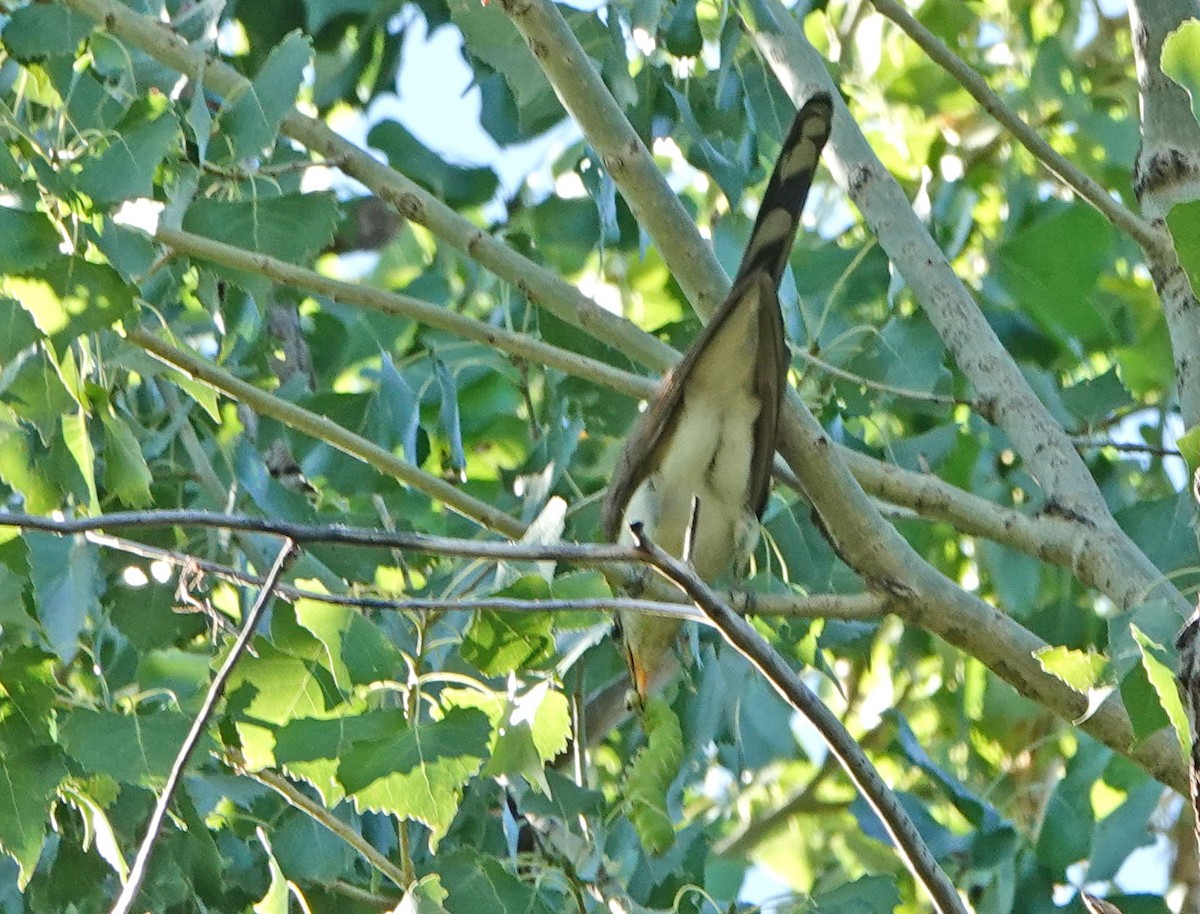 Yellow-billed Cuckoo - ML623122099