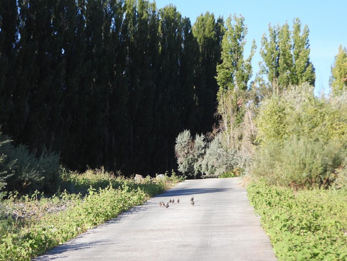 California Quail - ML623122103