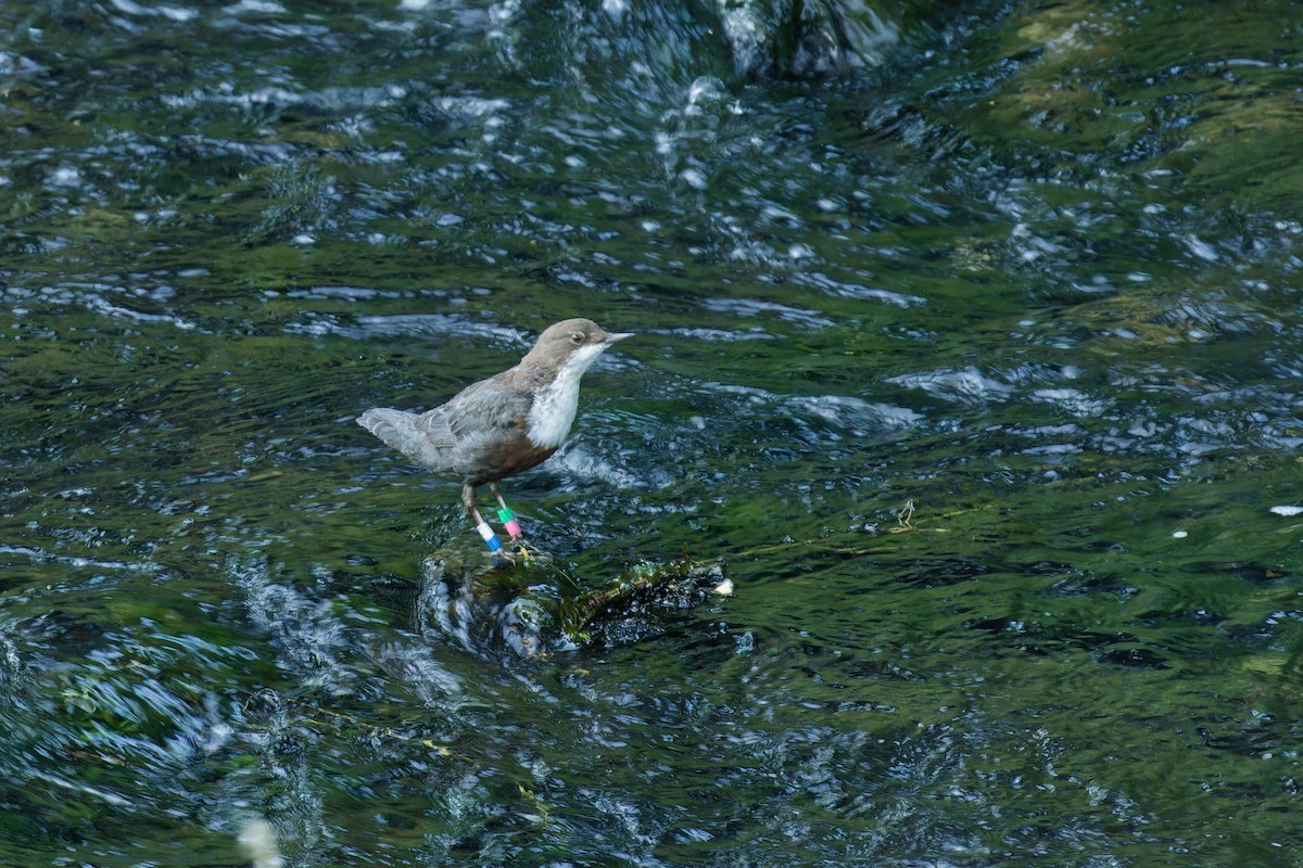 White-throated Dipper - ML623122152