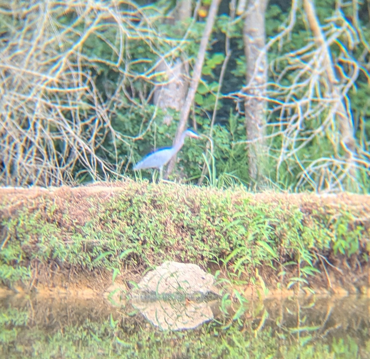 Little Blue Heron - ML623122164