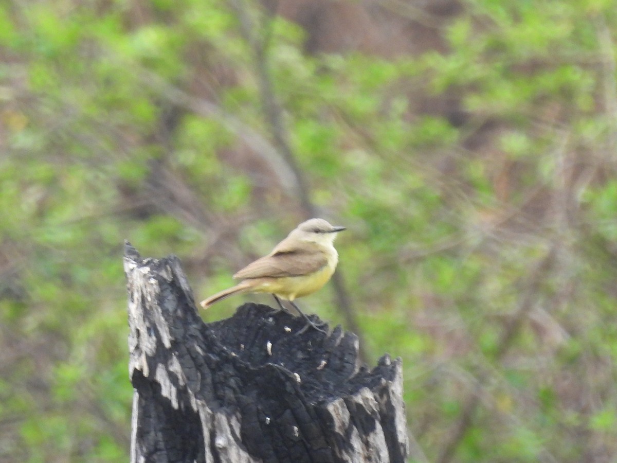 Cattle Tyrant - ML623122187