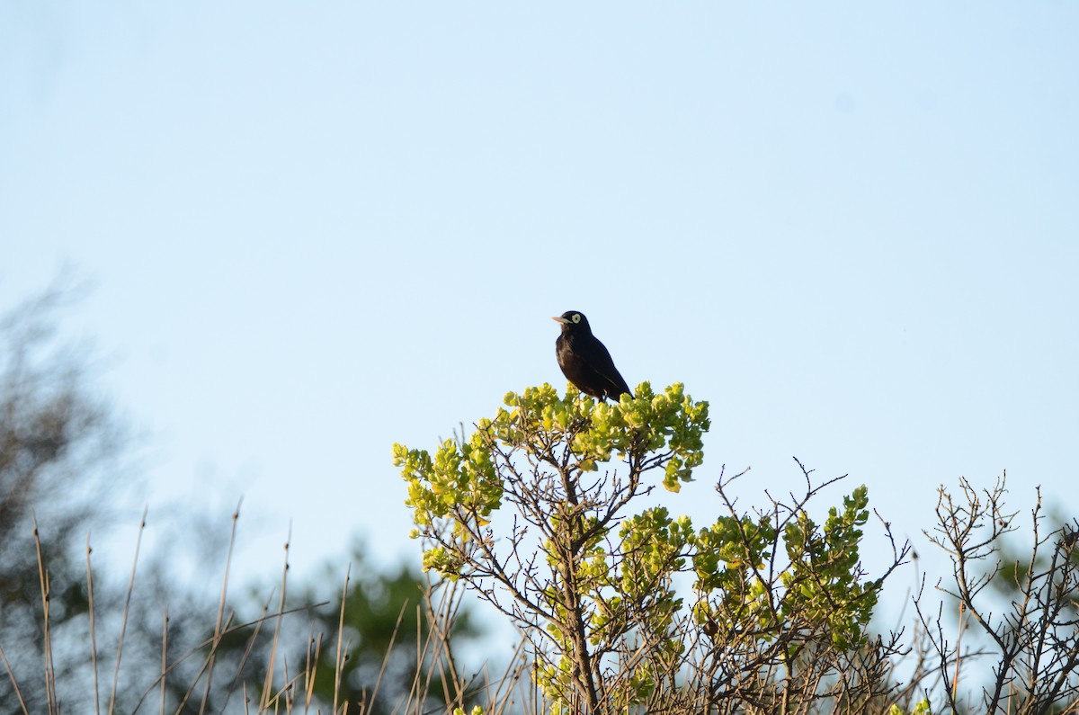 Spectacled Tyrant - ML623122222