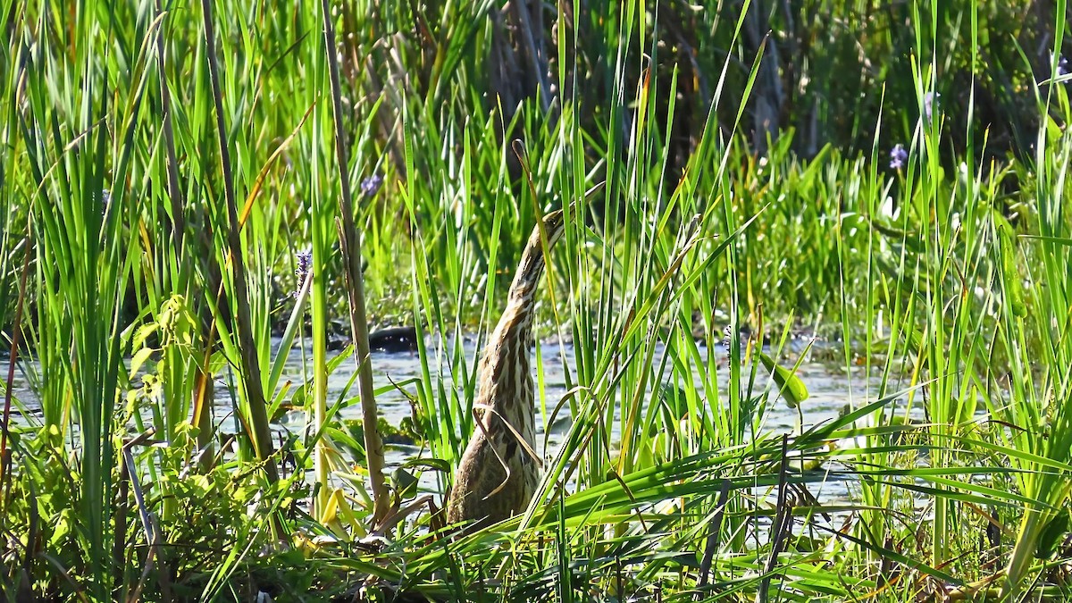 American Bittern - Ian Lynch