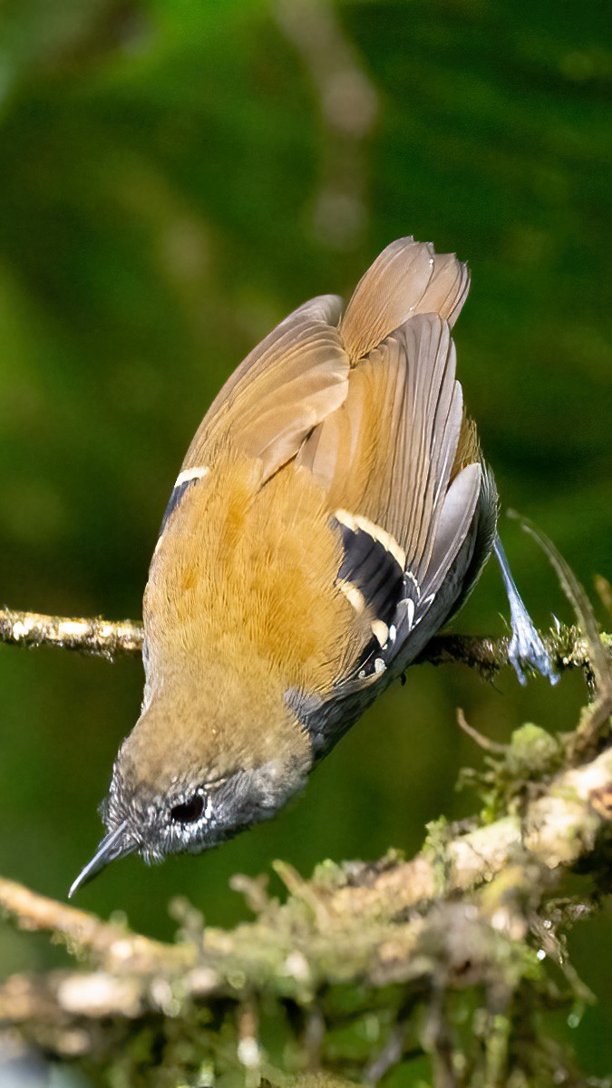 Star-throated Antwren - ML623122249